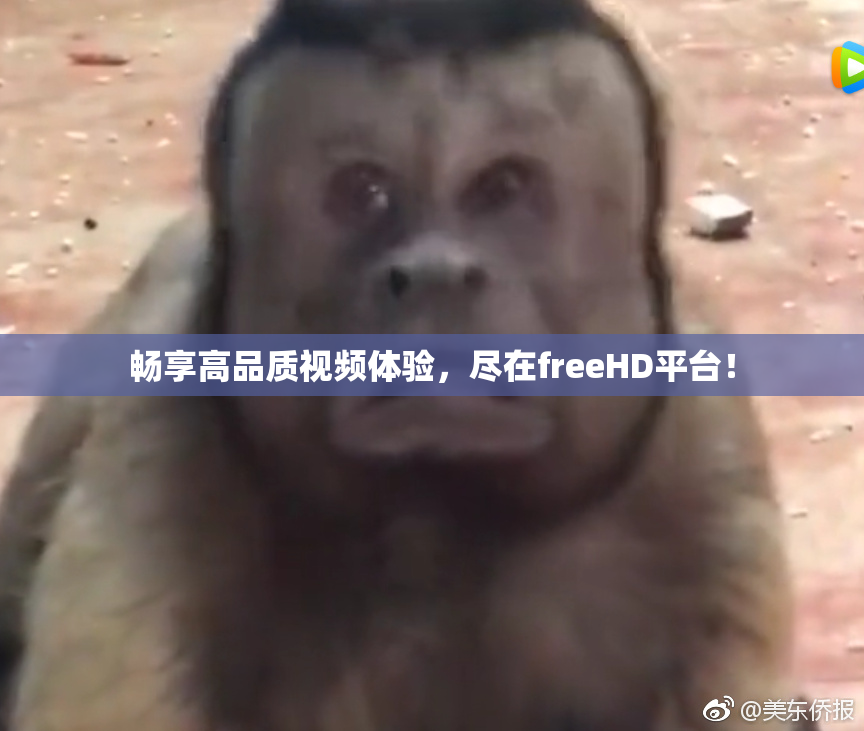 畅享高品质视频体验，尽在freeHD平台！