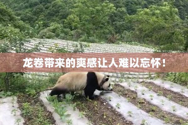 龙卷带来的爽感让人难以忘怀！